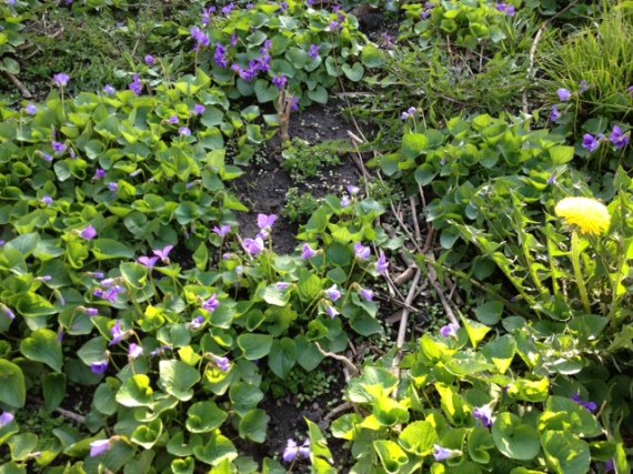 Wild violets in our yard