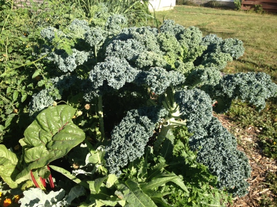 All five of my kale plants are huge and ready for harvest!