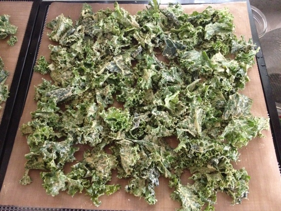 Kale chips ready to dehydrate