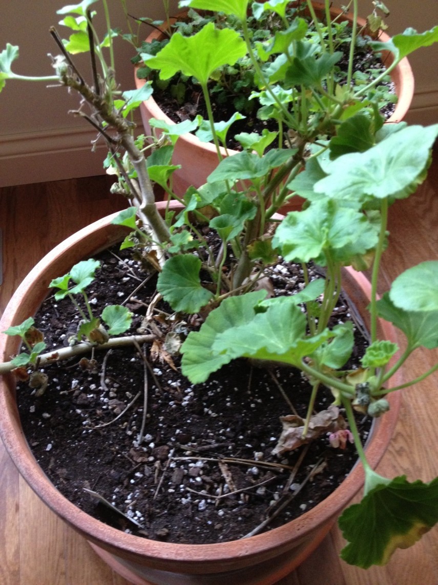 Orgone and Indoor Plants Geranium-before