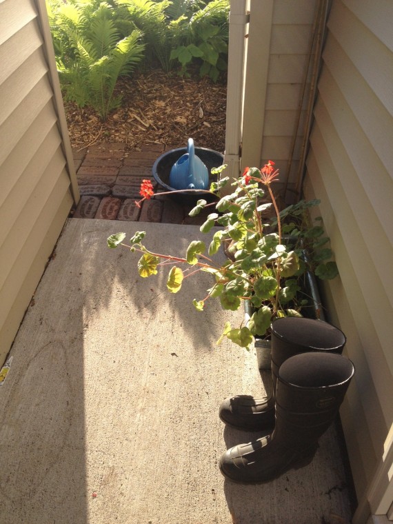 backdoor gardening