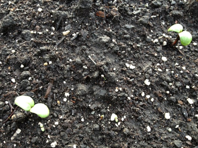 Lemon Queen Sunflowers sprouted last night in the flower bed out front.