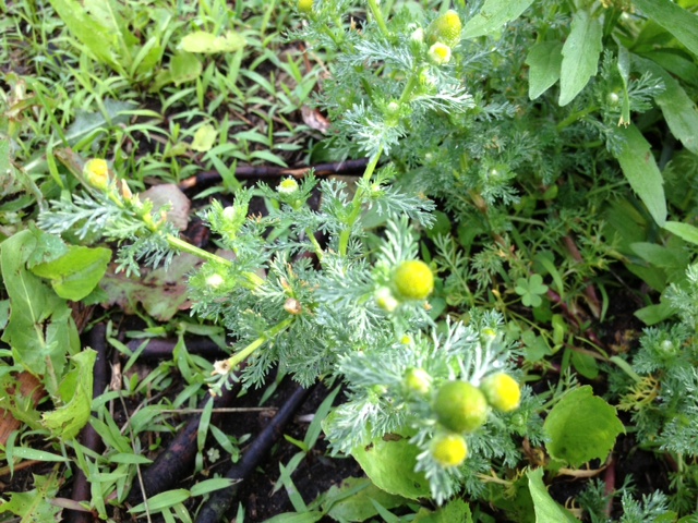 Volunteer chamomile that answered my call the next morning