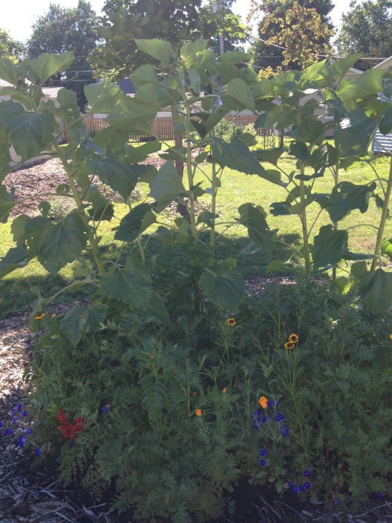 The sunflowers and bee-friendly wildflower mix up front are growing like crazy!