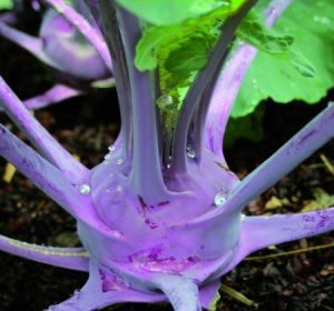purple kohlrabi from Seed Savers Exchange