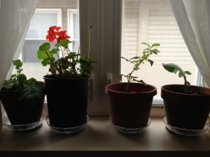 Cuttings from tree collards and pineapple sage keep company with this year's lone red geranium.