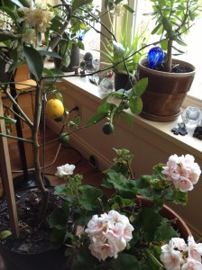 The blossoms on this Meyer Lemon Tree perfume the air, while the pink geranium continues to bloom indoors. We ate the ripe lemon yesterday amidst snow and temps in the teens.