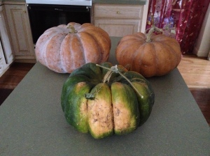 Fairy tale pumpkins continue to ripen in various stages. These take a long time to grow, but the flavor and texture are superb!