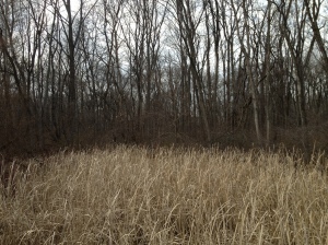 Reeds and Cattails, Goshen, Indiana 