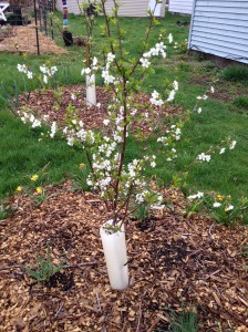 April 2015 cherry tree