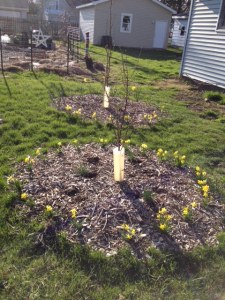 Daffodils around fruit trees delight the winter weary eye, feed early bees, keep grass at bay and discourage animals from disturbing delicate tree roots.