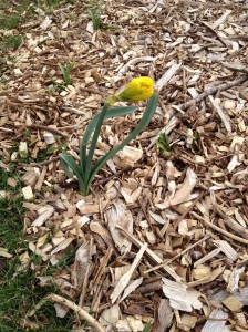 The first daffodil to almost bloom....