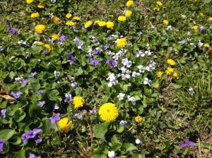 dandy violets
