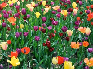 If I ordered correctly after a full day of searching for where to buy tulip bulbs at Tulip Time, we should have these beauties in our yard next spring.