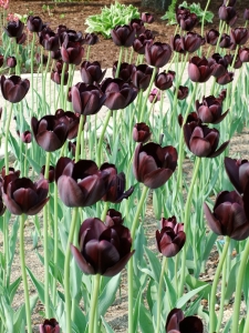 According to David's dad, the Dutch have been working for decades to breed a black tulip, but usually wind up with shades of purple. He was most excited to see these at the very end of our day. 
