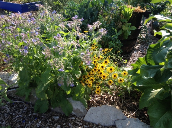 borage and black eyed Susans next to the elecampane I needed to tie to a trellis because it kept flopping its six foot tall self over the Susan's