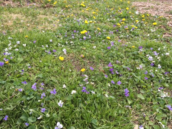 dandelions and violets