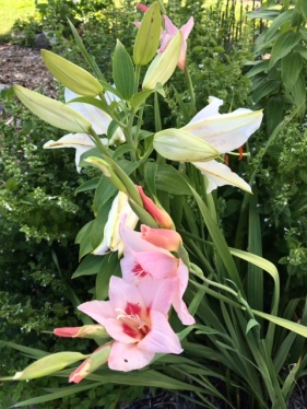 lilies and glads