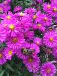 bumble-bee-on-asters