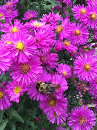 bumble-bee-on-asters