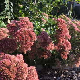 sedum-with-butterfly